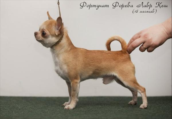 Fortunat foreva lavr kesh | Chihuahua 