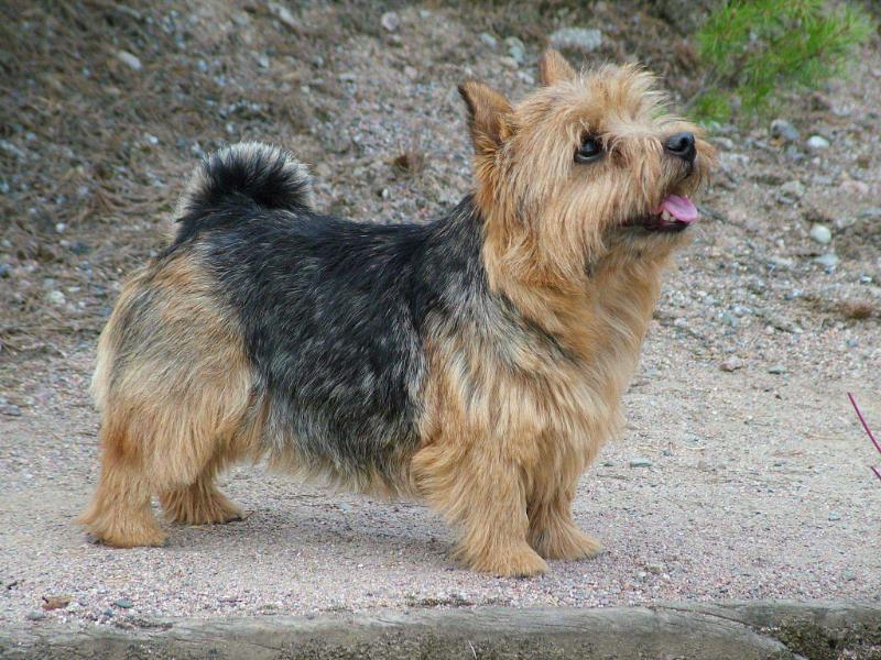 NORTH WITCH BUMBLEBEE | Norwich Terrier 