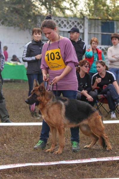 Kuma von Tronje | German Shepherd Dog 