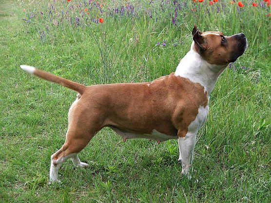 Lucky Star of Hörcsögfalvi | American Staffordshire Terrier 
