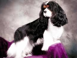 Pascavale Majestic | Cavalier King Charles Spaniel 