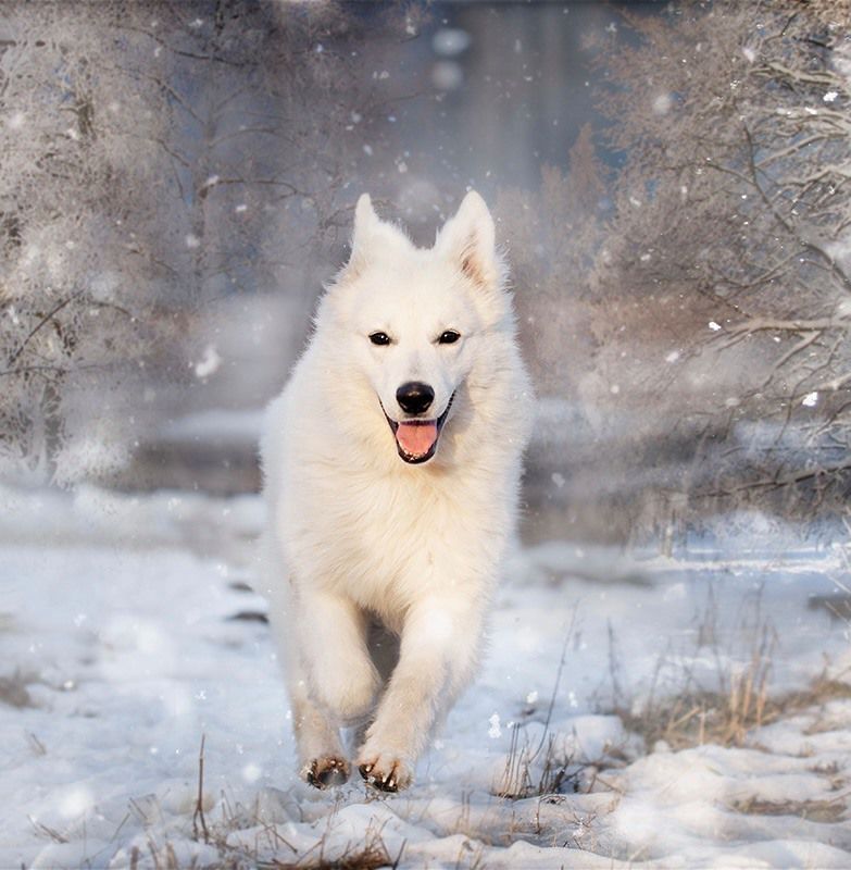 Berezovoy Roschi Vesomyi Argument | White Swiss Shepherd Dog 