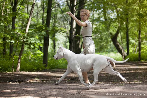Romana iz lunnoy stai | Argentine Dogo 