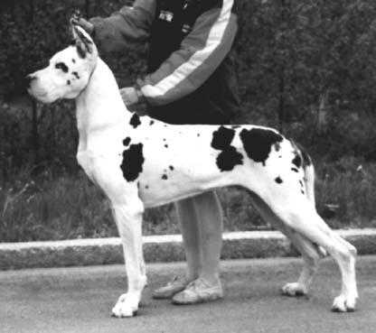 Kingsize Destination Denmark | Great Dane 