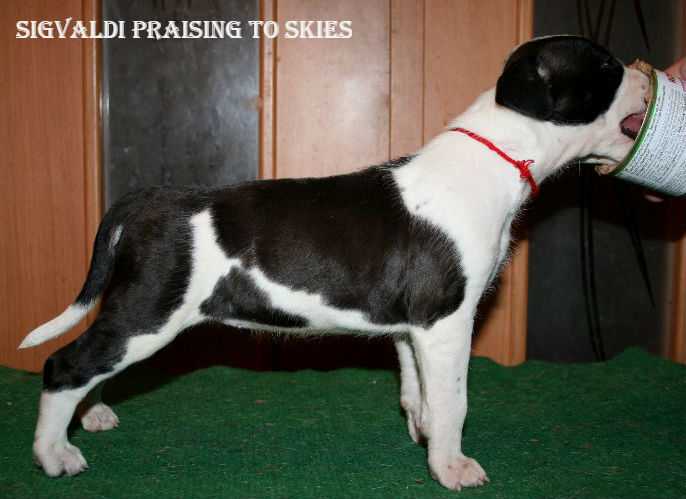 Sigvaldi Praising to Skies | American Staffordshire Terrier 