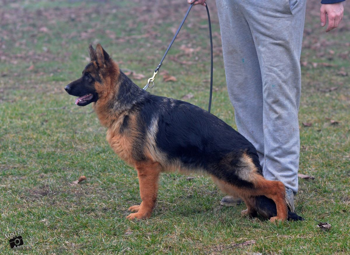 Indiana vom Platanshof | German Shepherd Dog 