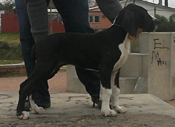 Emma Schwarz Lackiert del Tuguy - Tee | Great Dane 