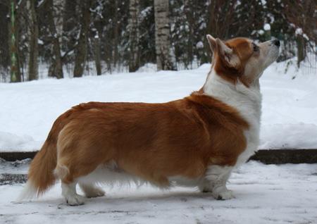 Imago's Primrose | Pembroke Welsh Corgi 