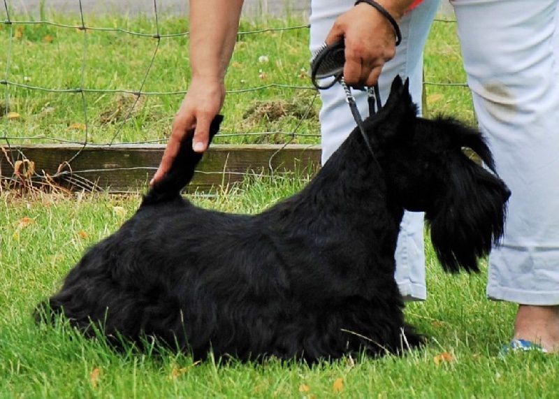 Verascott Highland King | Scottish Terrier 