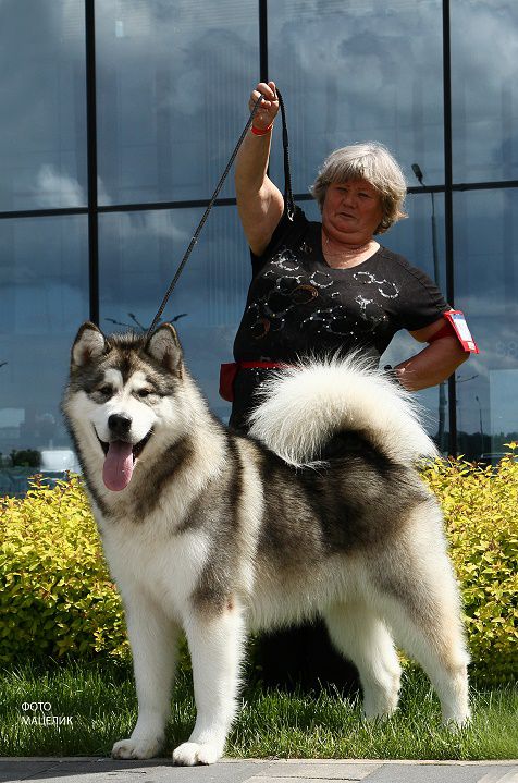 EMELYAN OT FILIPPOVOY | Alaskan Malamute 