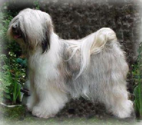 BOSHANTI SYBIL OF ALILAH | Tibetan Terrier 