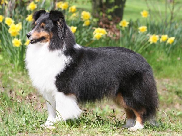 Bonita Dolores de Casa Wolveson | Shetland Sheepdog 