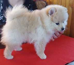 SHAFRAN SHEENY JESSY TRUE LOVE | German Spitz 