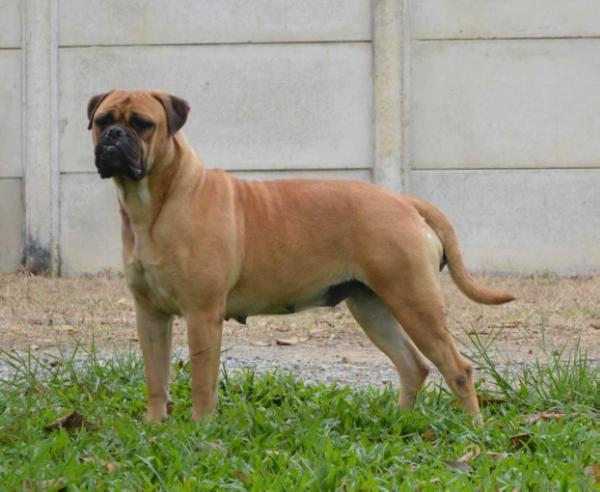 Olmira Del MCD | Bullmastiff 