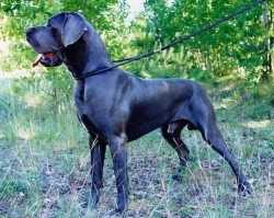Golf Myszatka | Great Dane 