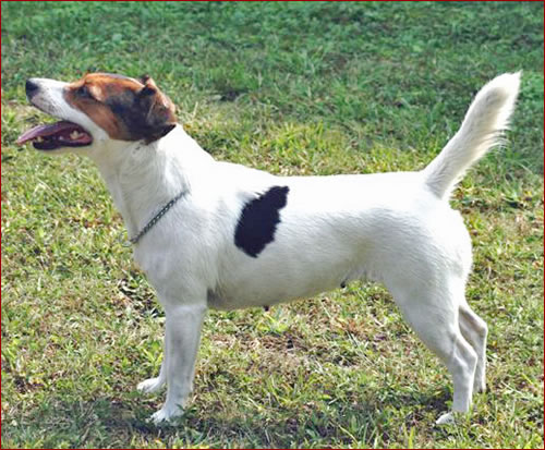 Gipsy di Quario Rondo | Jack Russell Terrier 