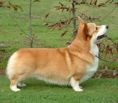 Dragonheart | Pembroke Welsh Corgi 