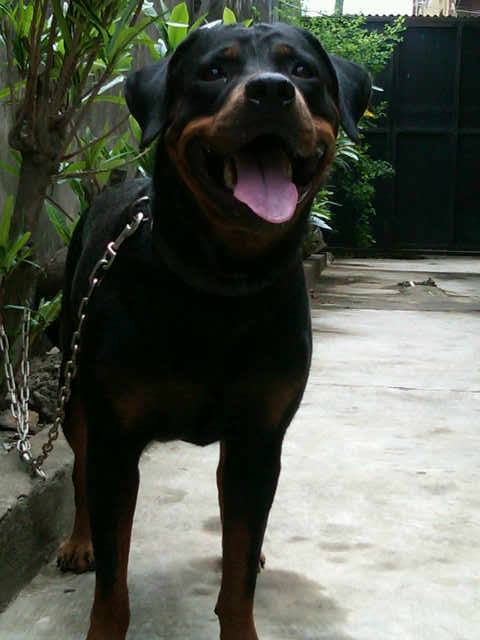 Sheba DaugEmbassy | Rottweiler 