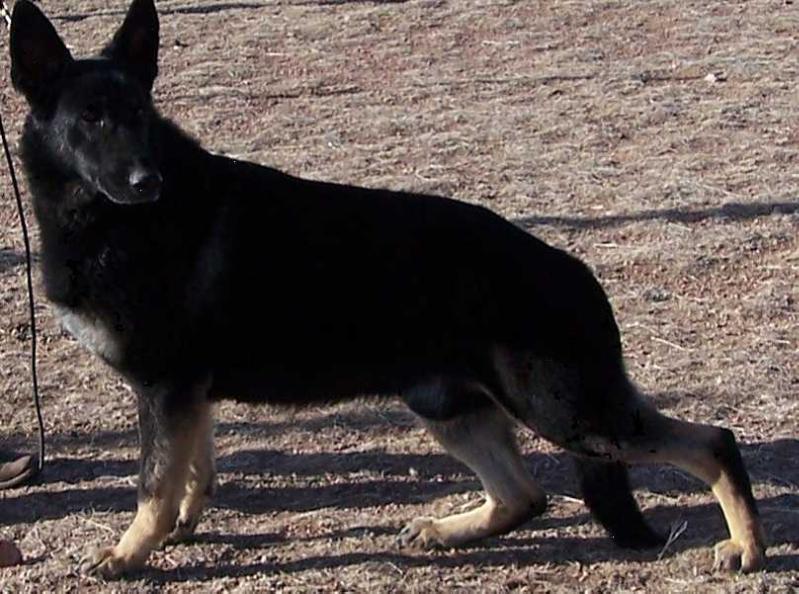 Terra Norte Vaquero v Jmico | German Shepherd Dog 