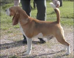 Daragoj Diamond Hart | Beagle 