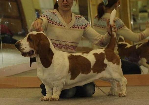 Zhuana Jekstra Miss iz Chernichnogo Raja | Basset Hound 