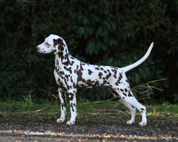 Whitecap Princess Millie | Dalmatian 