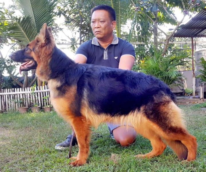 Emma of Benaiko | German Shepherd Dog 