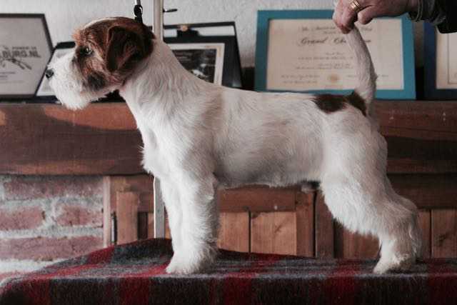 L-O Made In Italy For All Jacks | Jack Russell Terrier 