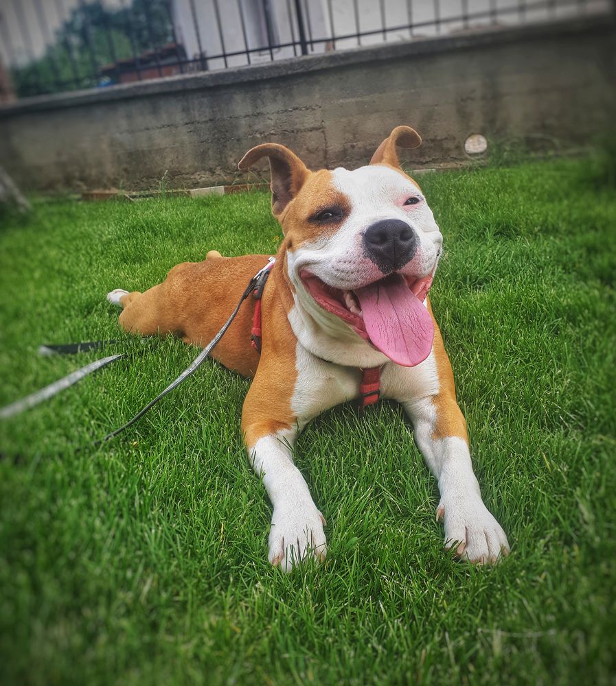 Lucy | American Staffordshire Terrier 
