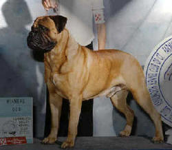 Bulhaven's Hot August Knight | Bullmastiff 