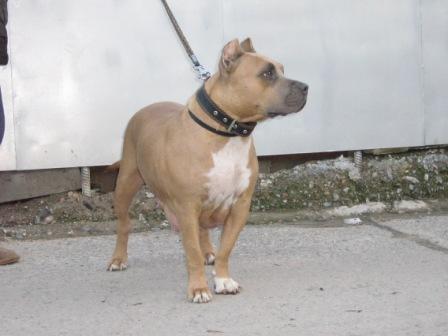 Kaligula | American Staffordshire Terrier 