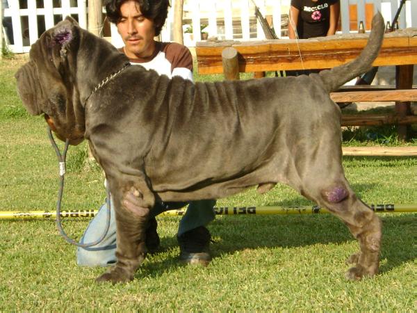 GIGOLO DELLO SCULTORE | Neapolitan Mastiff 