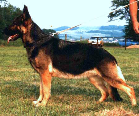 Assi vom Mendely | German Shepherd Dog 