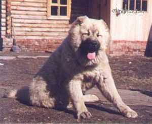 URZA IZ SVETLOGO DOMA | Caucasian Mountain Dog 