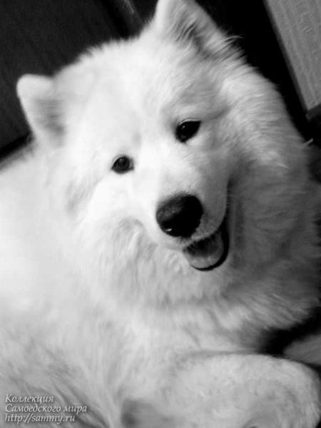 Belyi Volk Arabeska Aleksis | Samoyed 