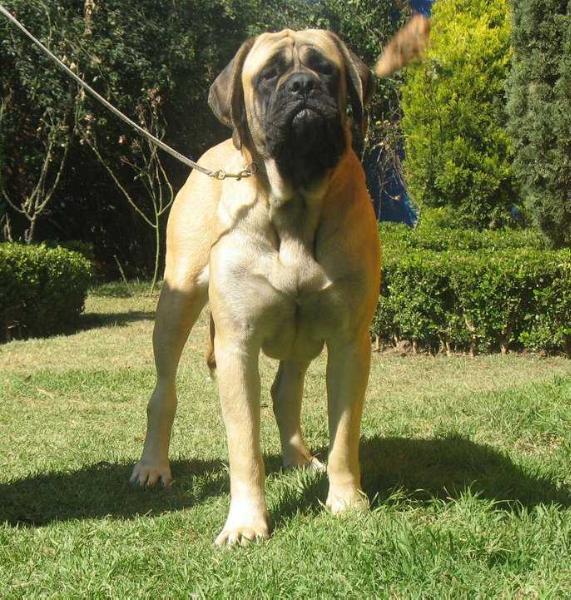 KARIM (ORDOÑEZ) | Mastiff 