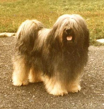 ARAN ANANDA CS | Tibetan Terrier 