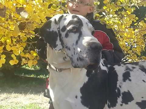 Da'Than von Freya's Rosenrot | Great Dane 