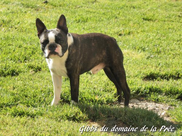 Gibbs du domaine de la pree | Boston Terrier 