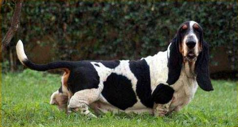 Von Urich Buda | Basset Hound 