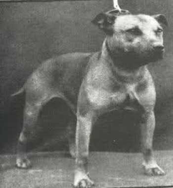 Brigands Red Rogerson | Staffordshire Bull Terrier 