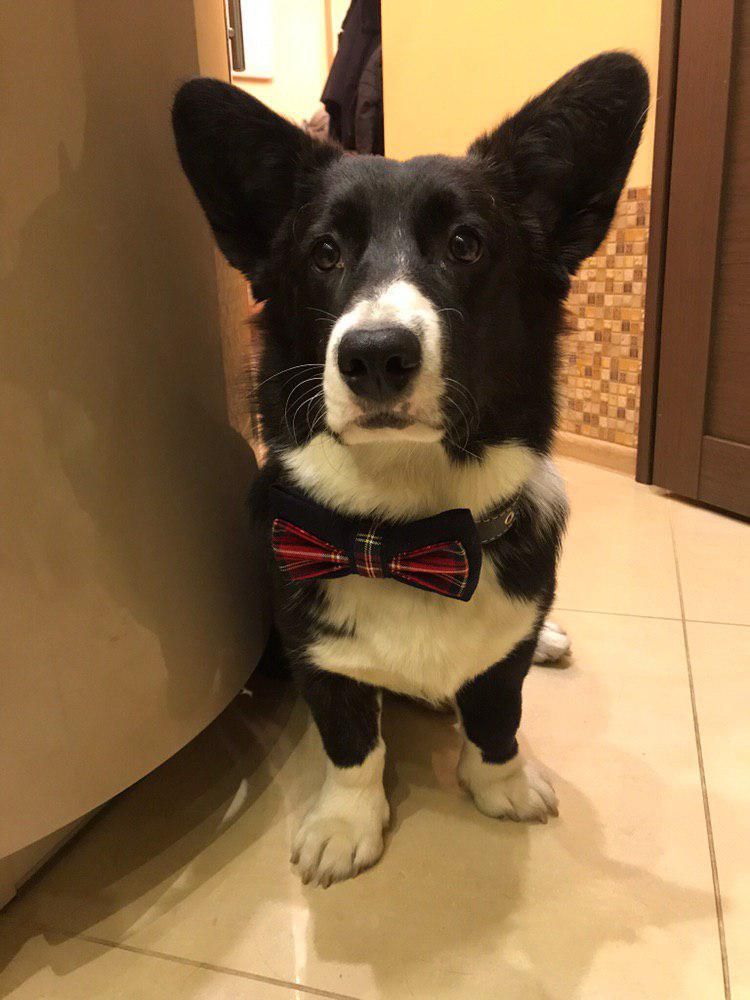 Nasledie Lordov Donnie Podarok Angelov | Cardigan Welsh Corgi 