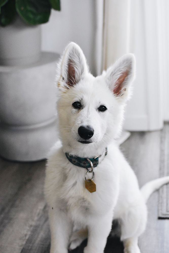 Skye | White Swiss Shepherd Dog 