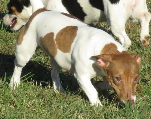 B.A. Here 4A Good Time | Teddy Roosevelt Terrier 