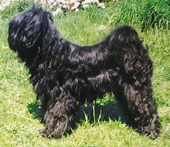 BENTEJ SADHANA | Tibetan Terrier 