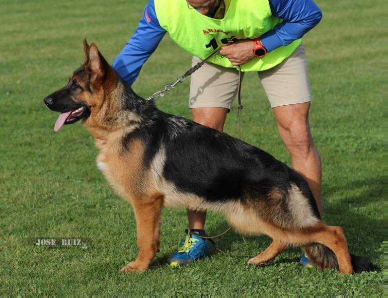Oxi de Bi Lagun | German Shepherd Dog 