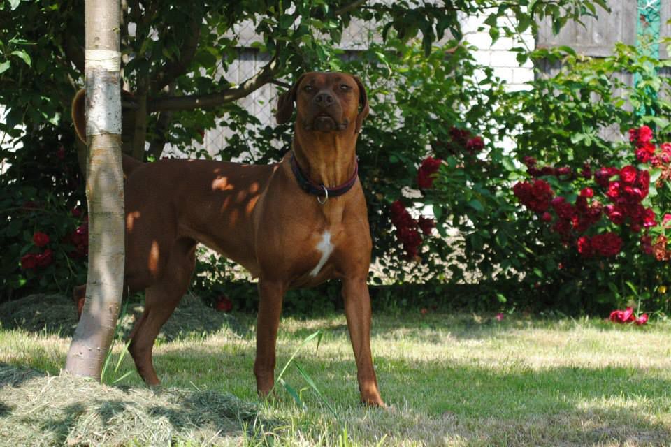 Margo Clever Brave | Rhodesian Ridgeback 