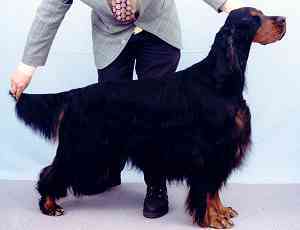 Latchmere High Flyer | Gordon Setter 