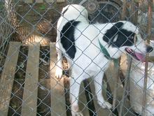 Snow Hill Bonnie | Border Collie 