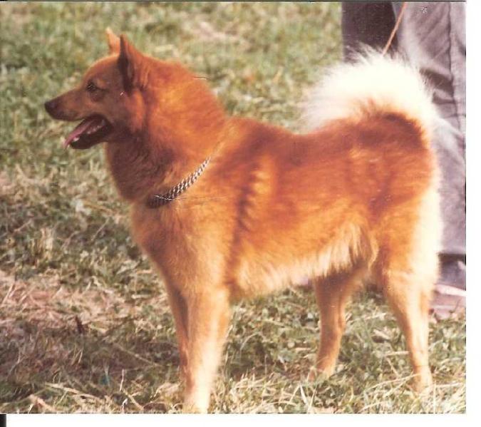 Cullabine YIPPI | Finnish Spitz 